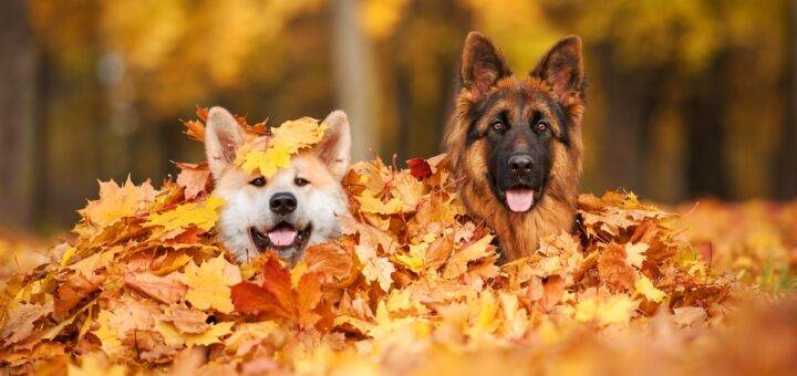 Hunde im Herbst in einem Park