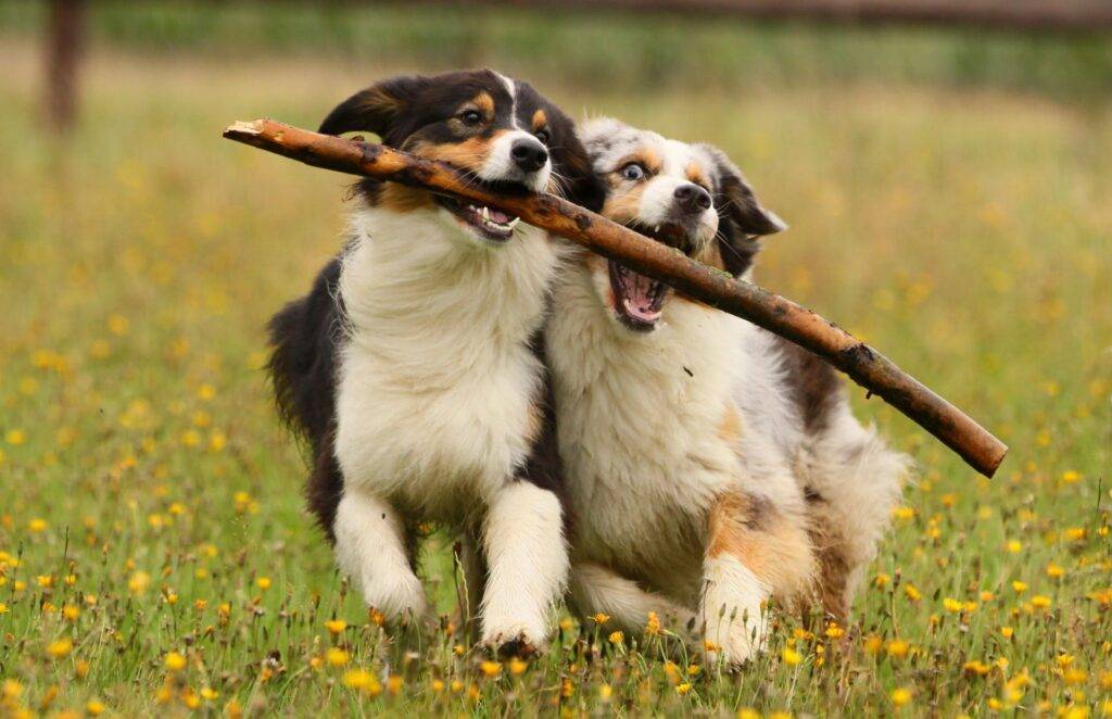 Zwei Hunde spielen mit einem Stock