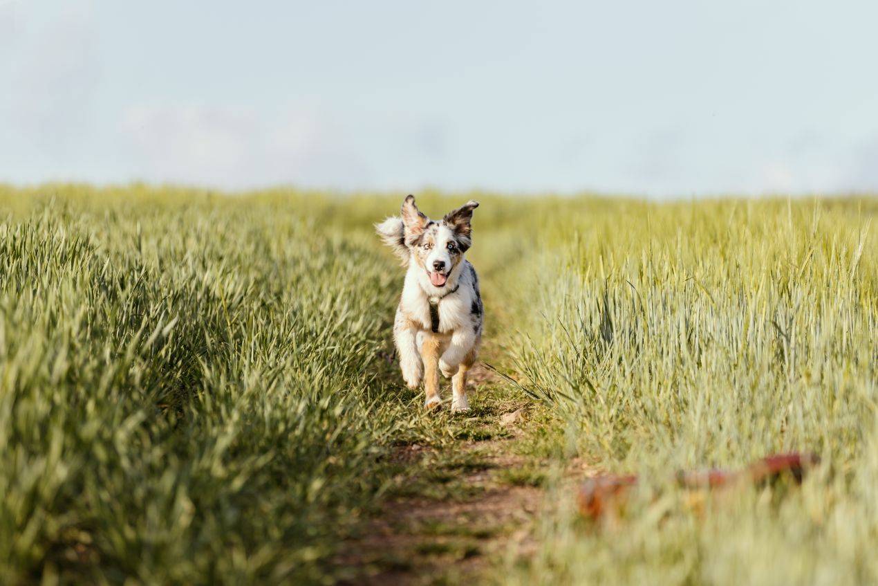 Bio Hundefutter als Basis fuer Energie und Gesundheit – Hund rennt ueber Feldweg im Gruenen