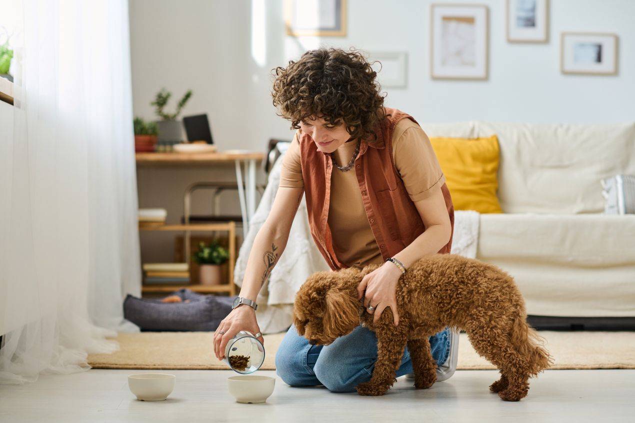 Bio Hundefutter im Napf – junge Frau gibt gesundes Trockenfutter an kleinen Hund im Wohnzimmer