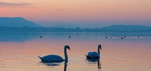 Schwäne auf dem Bodensee bei Sonnenuntergang in Nonnenhorn Natur und Ruhe von Ferienwohnung Nonnenhorn
