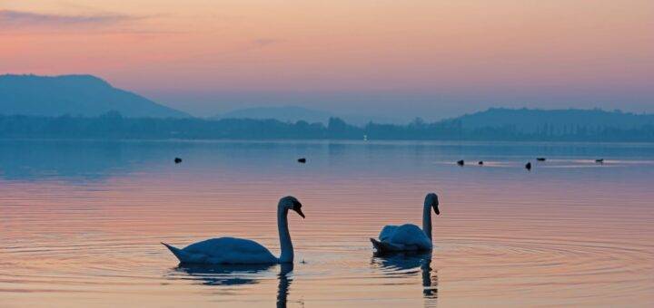 Schwäne auf dem Bodensee bei Sonnenuntergang in Nonnenhorn Natur und Ruhe von Ferienwohnung Nonnenhorn