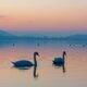 Schwäne auf dem Bodensee bei Sonnenuntergang in Nonnenhorn Natur und Ruhe von Ferienwohnung Nonnenhorn