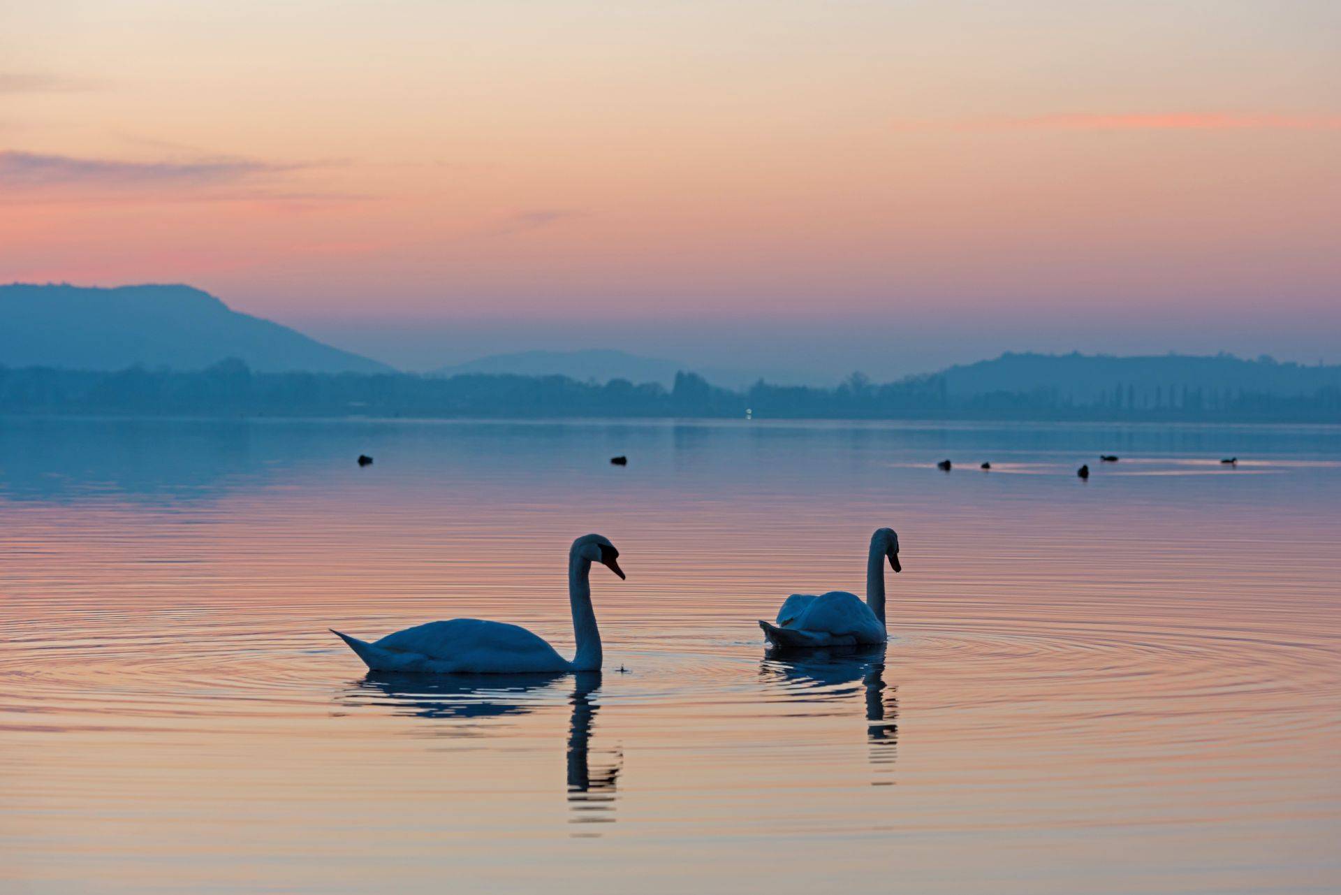 Schwäne auf dem Bodensee bei Sonnenuntergang in Nonnenhorn Natur und Ruhe von Ferienwohnung Nonnenhorn